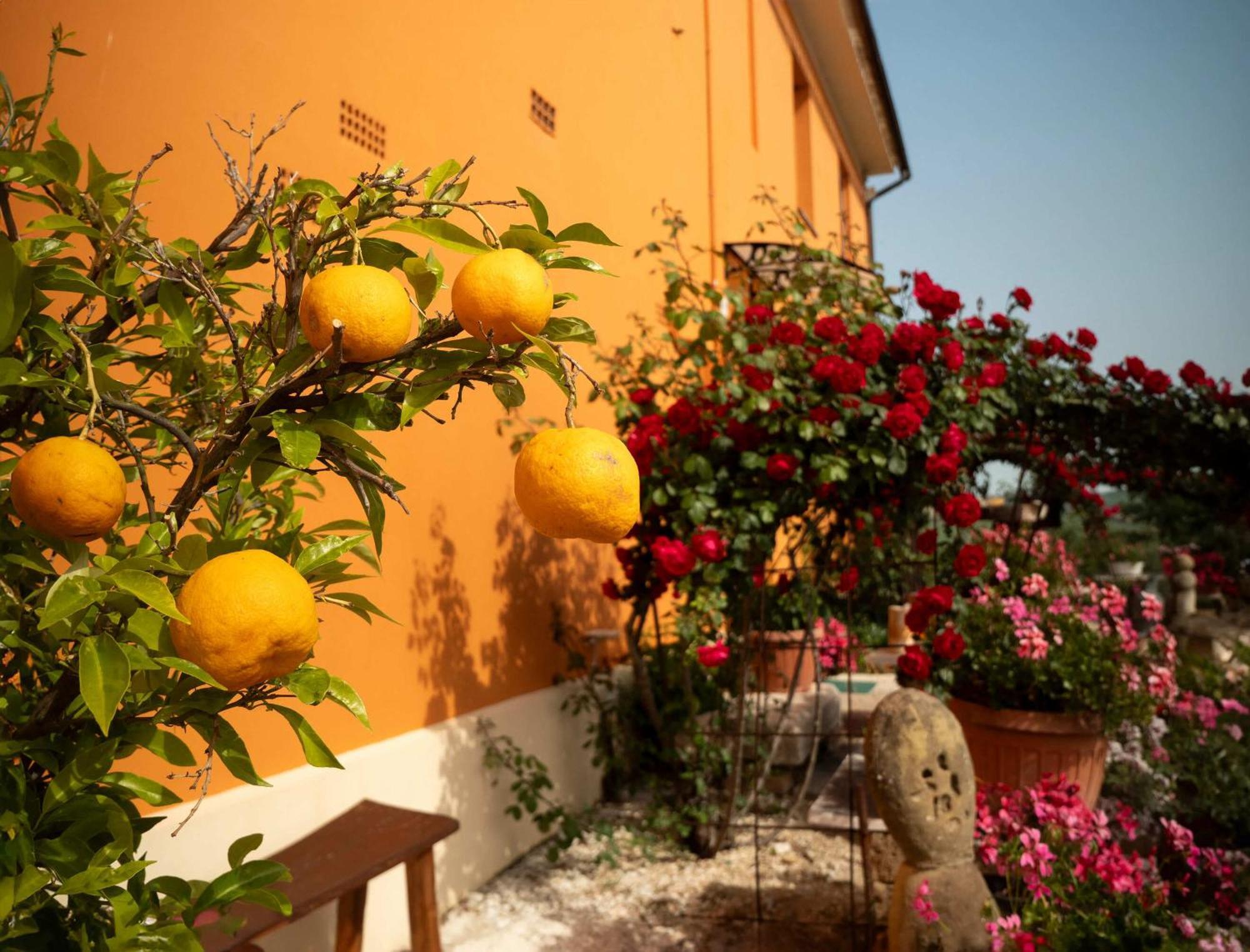 B&B Aesis La Dolce Collina Iesi Exterior photo